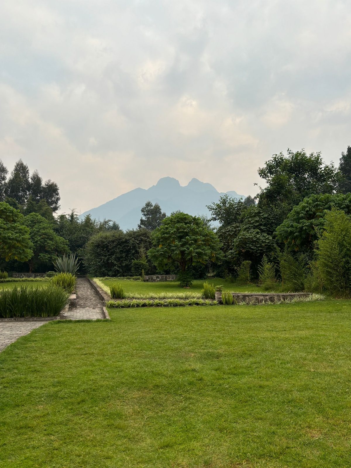 Les volcans des Virunga au-dessus d’un jardin